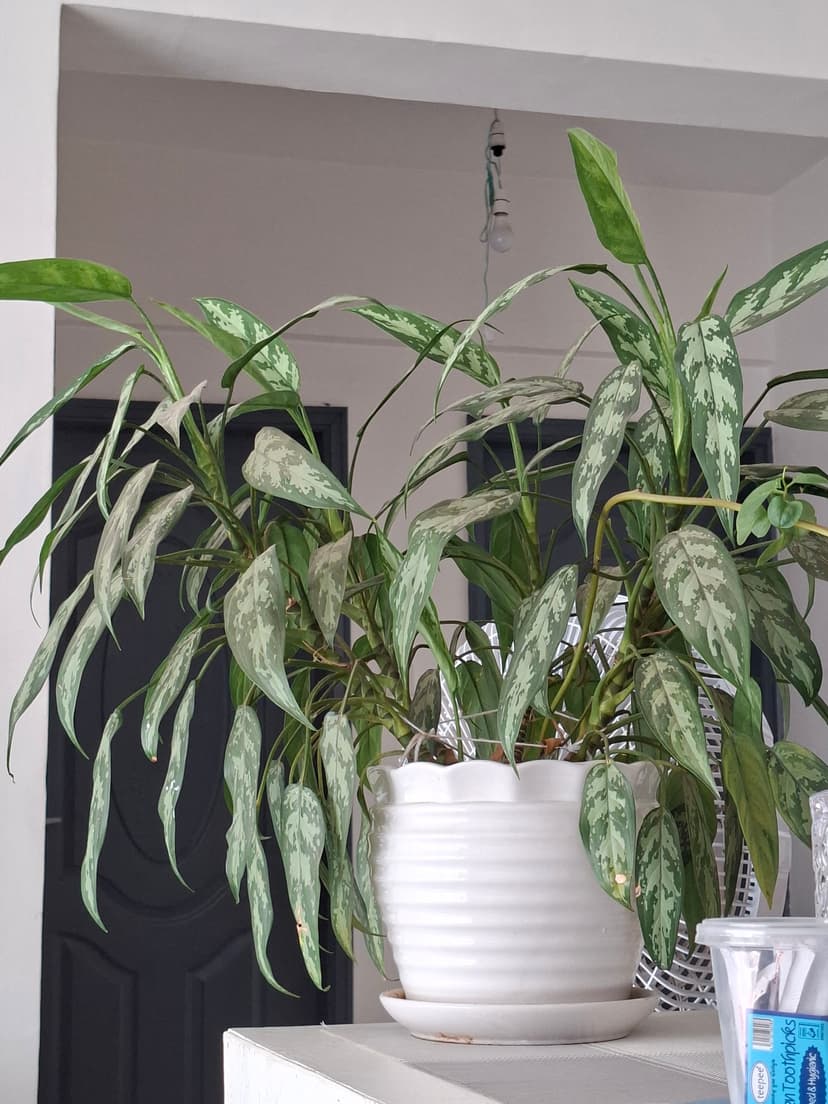 20251108 154405 Dmgwzf