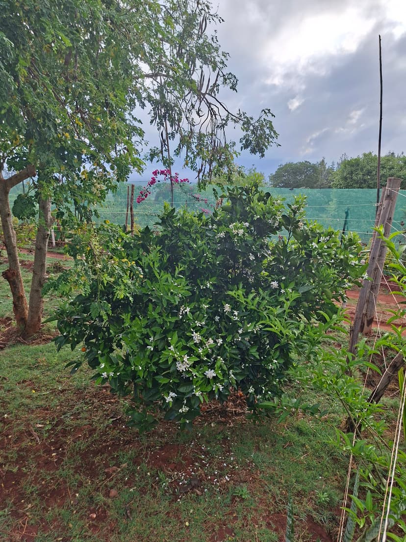 20251127 073134 Mfcyew